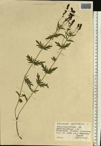 Veronica austriaca subsp. dentata (F. W. Schmidt) Watzl, Eastern Europe, South Ukrainian region (E12) (Ukraine)