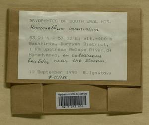 Homomallium incurvatum (Schrad. ex Brid.) Loeske, Bryophytes, Bryophytes - South Urals (B14) (Russia)