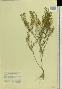 Meniocus linifolius (Stephan ex Willd.) DC., Eastern Europe, Central forest-and-steppe region (E6) (Russia)