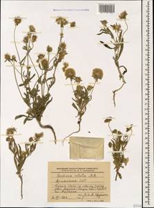 Lomelosia rotata (M. Bieb.) Greuter & Burdet, Caucasus, Armenia (K5) (Armenia)