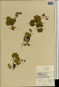 Alchemilla szaferi Pawl., Eastern Europe, West Ukrainian region (E13) (Ukraine)