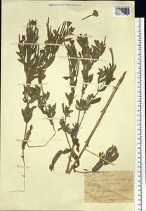 Epilobium hirsutum L., Siberia, Altai & Sayany Mountains (S2) (Russia)