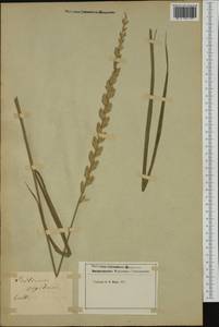 Thinopyrum elongatum (Host) D.R.Dewey, Botanic gardens and arboreta (GARD) (Not classified)