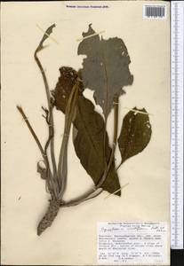 Cynoglossum viridiflorum Pall. ex Lehm., Middle Asia, Western Tian Shan & Karatau (M3) (Kyrgyzstan)