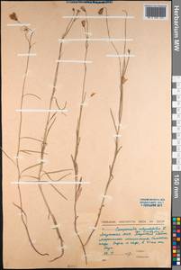 Campanula langsdorffiana (A.DC.) Fisch. ex Trautv. & C.A.Mey., Siberia, Yakutia (S5) (Russia)