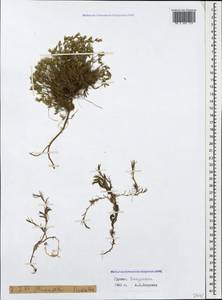 Sabulina lineata (Boiss.) Dillenb. & Kadereit, Caucasus, Georgia (K4) (Georgia)