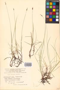 Carex obtusata Lilj., Eastern Europe, Moscow region (E4a) (Russia)