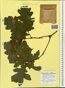 Quercus robur subsp. pedunculiflora (K.Koch) Menitsky, Caucasus, Stavropol Krai, Karachay-Cherkessia & Kabardino-Balkaria (K1b) (Russia)