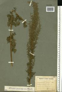 Artemisia abrotanum L., Eastern Europe, South Ukrainian region (E12) (Ukraine)