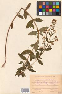 Hypericum hirsutum L., Eastern Europe, Moscow region (E4a) (Russia)