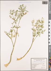 Zeravschania aucheri (Boiss.) Pimenov, South Asia, South Asia (Asia outside ex-Soviet states and Mongolia) (ASIA) (Iran)