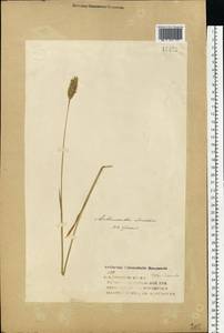 Anthoxanthum odoratum L., Eastern Europe, Volga-Kama region (E7) (Russia)