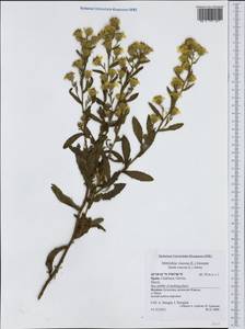 Dittrichia viscosa (L.) Greuter, Western Europe (EUR) (Spain)