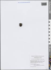 Saxifraga hyperborea R.Br., Siberia, Central Siberia (S3) (Russia)