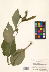 Carpesium macrocephalum Franch. & Sav., Eastern Europe, Lithuania (E2a) (Lithuania)
