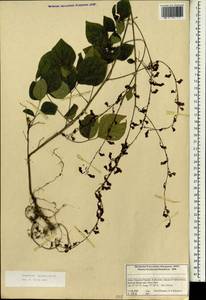 Hylodesmum podocarpum subsp. oxyphyllum (DC.)H.Ohashi & R.R.Mill, South Asia, South Asia (Asia outside ex-Soviet states and Mongolia) (ASIA) (India)