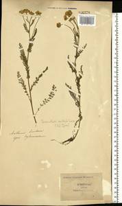 Tanacetum millefolium (L.) Tzvelev, Eastern Europe, South Ukrainian region (E12) (Ukraine)