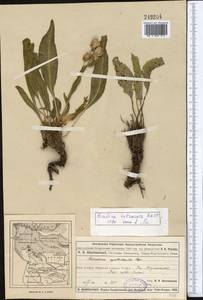 Rindera tetraspis (Pall.) L'Hér. ex DC. & A. DC., Middle Asia, Muyunkumy, Balkhash & Betpak-Dala (M9) (Kazakhstan)