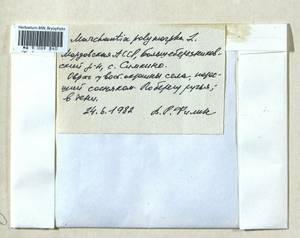 Marchantia polymorpha L., Bryophytes, Bryophytes - Middle Volga (B9) (Russia)