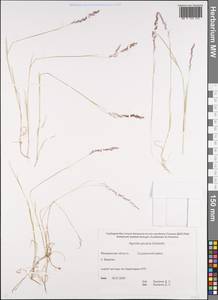 Agrostis stolonifera L., Siberia, Chukotka & Kamchatka (S7) (Russia)
