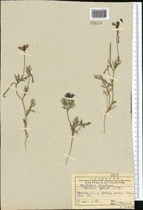 Roemeria hybrida (L.) DC., Middle Asia, Western Tian Shan & Karatau (M3) (Kazakhstan)
