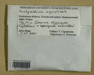 Eurhynchium angustirete (Broth.) T.J. Kop., Bryophytes, Bryophytes - Middle Russia (B6) (Russia)