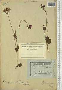 Pelargonium rodneyanum Lindl., Australia & Oceania (AUSTR) (Australia)