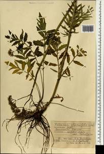 Valeriana officinalis L., Mongolia (MONG) (Mongolia)