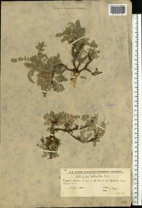 Astragalus testiculatus Pall., Eastern Europe, Lower Volga region (E9) (Russia)