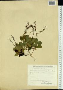 Orthilia secunda (L.) House, Siberia, Chukotka & Kamchatka (S7) (Russia)
