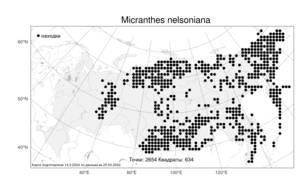 Micranthes nelsoniana (D. Don) Small, Atlas of the Russian Flora (FLORUS) (Russia)