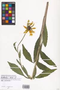 Rudbeckia hirta L., Eastern Europe, Moscow region (E4a) (Russia)