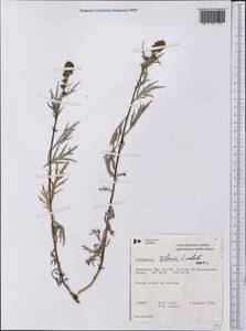Artemisia tilesii Ledeb., America (AMER) (Canada)
