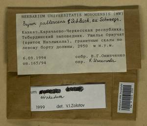 Ptychostomum lonchocaulon (Müll. Hal.) J.R. Spence, Bryophytes, Bryophytes - North Caucasus & Ciscaucasia (B12) (Russia)
