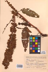 Rumex longifolius DC., Eastern Europe, Western region (E3) (Russia)