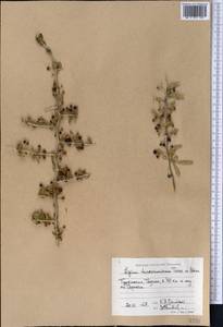 Lycium depressum Stocks, Middle Asia, Karakum (M6) (Turkmenistan)