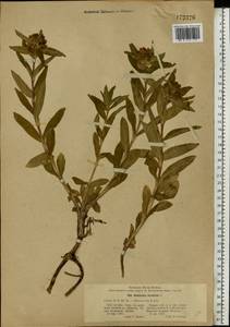 Gentiana cruciata, Eastern Europe, Eastern region (E10) (Russia)