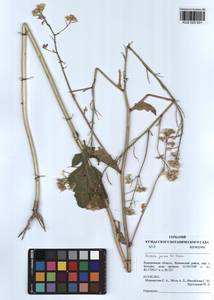 Brassica juncea (L.) Czern., Siberia, Altai & Sayany Mountains (S2) (Russia)