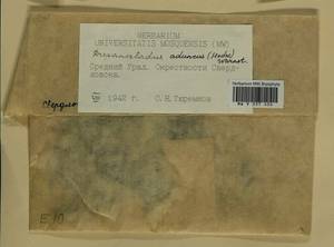 Drepanocladus aduncus (Hedw.) Warnst., Bryophytes, Bryophytes - Permsky Krai, Udmurt Republic, Sverdlovsk & Kirov Oblasts (B8) (Russia)