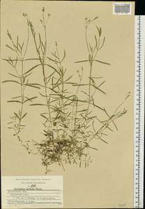 Stellaria longifolia (Regel) Muhl. ex Willd., Eastern Europe, Moscow region (E4a) (Russia)