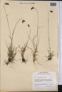 Luzula spicata (L.) DC., America (AMER) (Greenland)