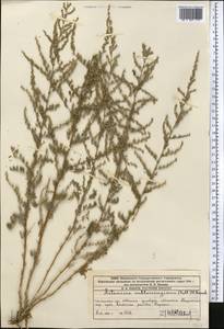 Artemisia, Middle Asia, Western Tian Shan & Karatau (M3) (Kazakhstan)