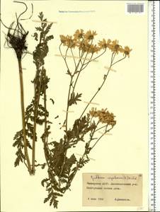 Tanacetum corymbosum subsp. corymbosum, Eastern Europe, Eastern region (E10) (Russia)