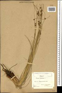 Scirpoides holoschoenus (L.) Soják, Caucasus, North Ossetia, Ingushetia & Chechnya (K1c) (Russia)