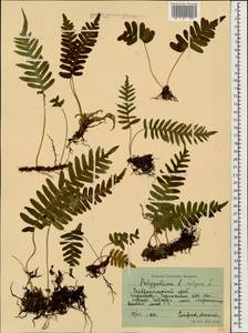 Polypodium vulgare L., Caucasus, Stavropol Krai, Karachay-Cherkessia & Kabardino-Balkaria (K1b) (Russia)
