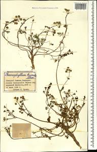 Chaerophyllum humile M. Bieb., Caucasus, Stavropol Krai, Karachay-Cherkessia & Kabardino-Balkaria (K1b) (Russia)