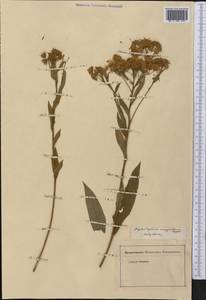 Doellingeria umbellata (Mill.) Nees, America (AMER) (Not classified)