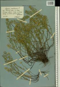 Alyssum gmelinii Jord. & Fourr., Eastern Europe, Central forest-and-steppe region (E6) (Russia)