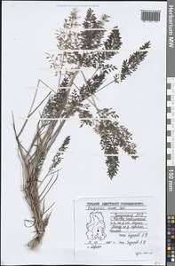 Eragrostis minor Host, Eastern Europe, Volga-Kama region (E7) (Russia)