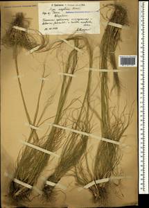 Stipa sareptana A.K.Becker, Caucasus, Armenia (K5) (Armenia)